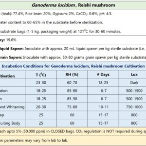 Reishi Mushroom Culture plate (Ganoderma lucidum)
